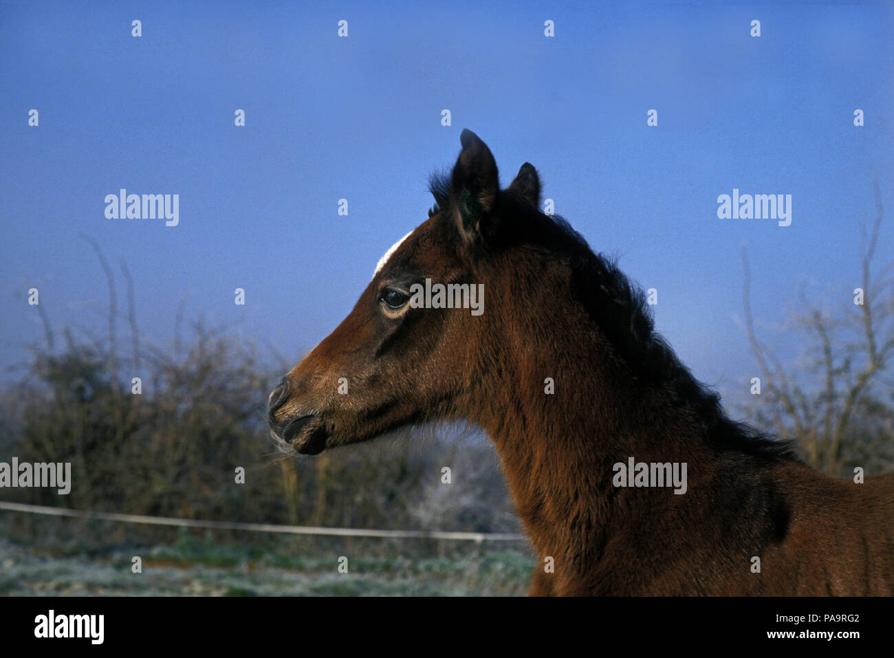 Arab - Foal - 1 day. Pur-sang arabe - Poulain d'un jour Equus caballus. Stock Photo