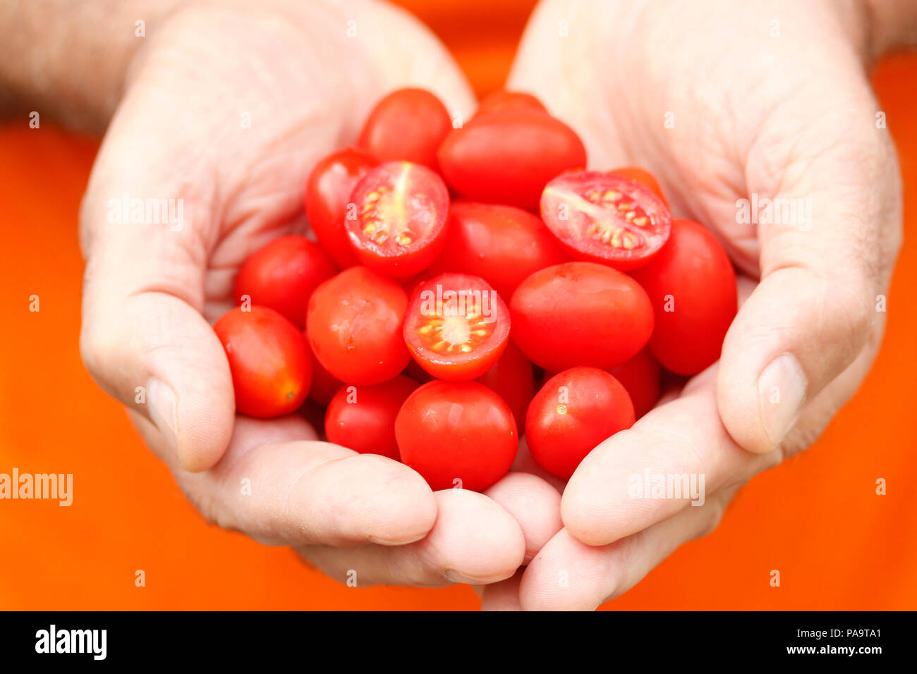 Tomatoes cherry pear drop. Stock Photo