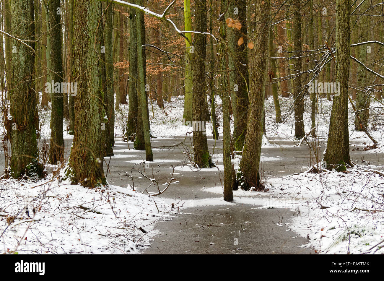 Frozen ground in a forest Stock Photo