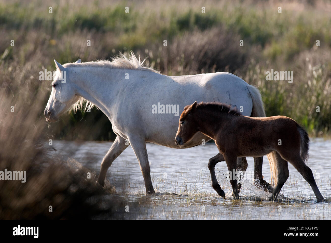 Cheval Camargue - jument et poulain - Wild Horse of Camargue - mare and foal - Equus caballus Stock Photo