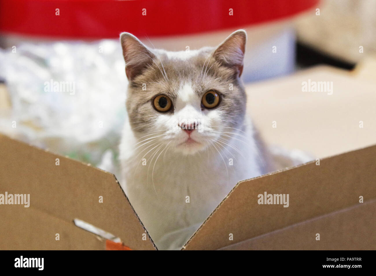Cat looks out surprised towards camera from a packaging board Stock Photo