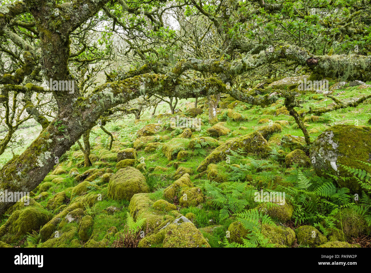 Festooned moss hires stock photography and images Alamy