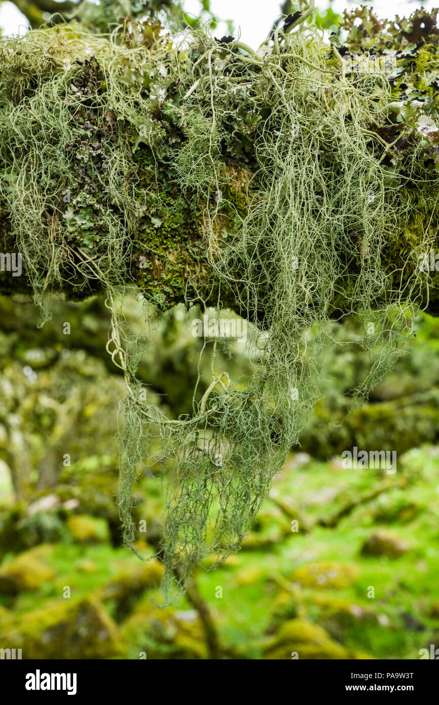 Wistman's Wood National Nature Reserve is an example of native upland