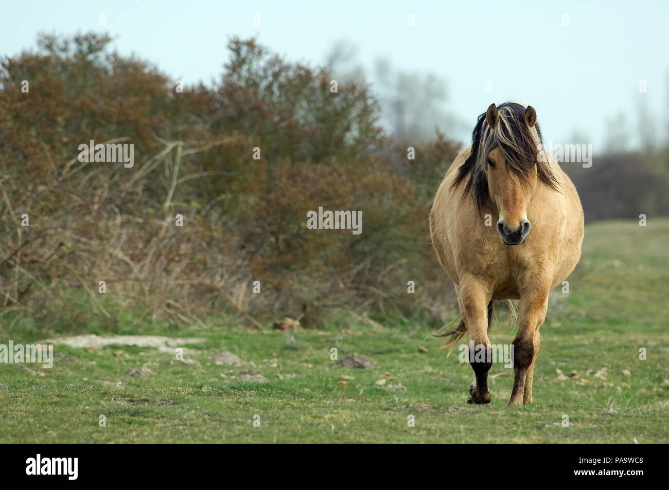 Cheval baie hotsell