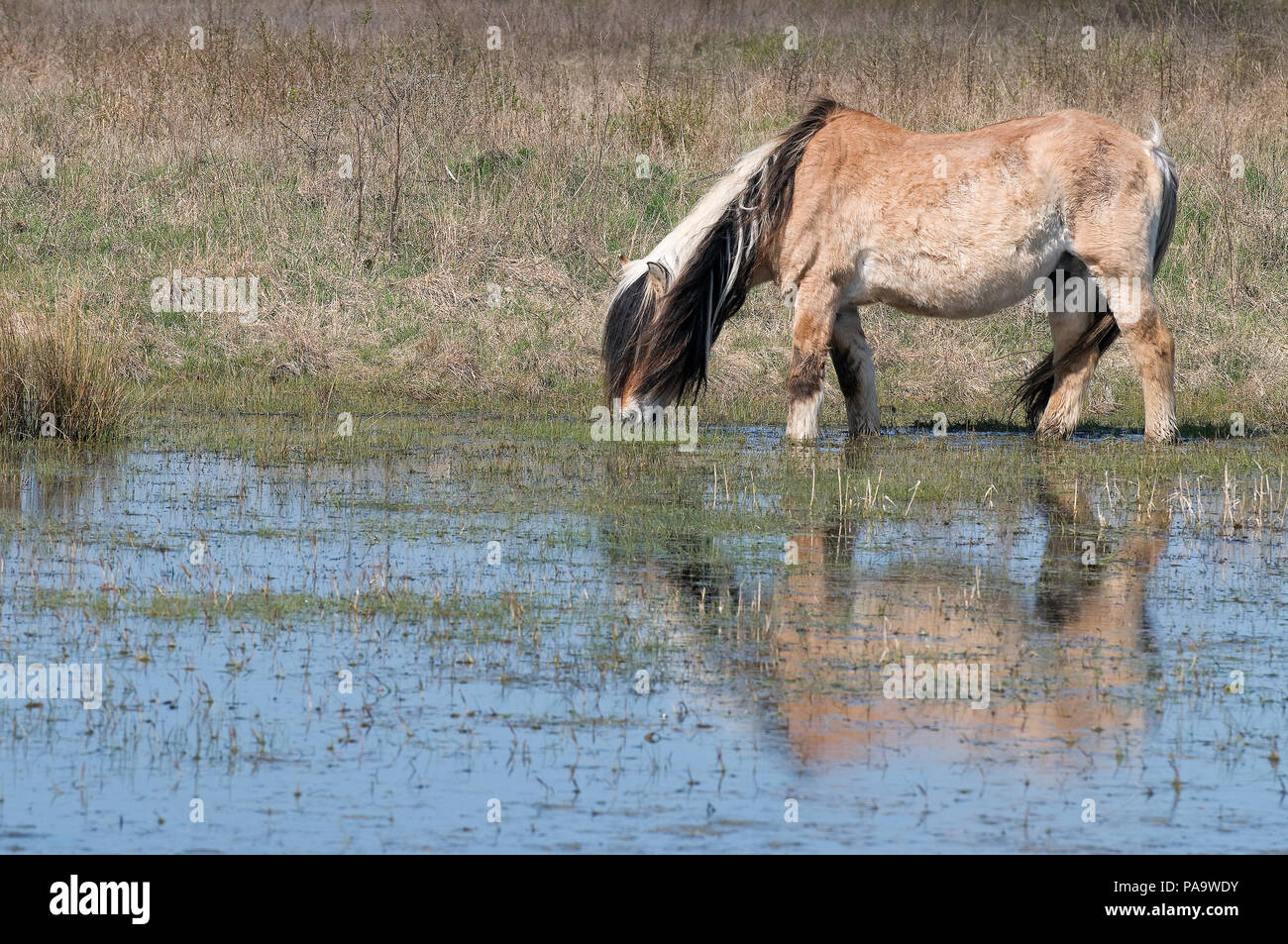 Henson (Equus caballus)- Somme bay - France Stock Photo