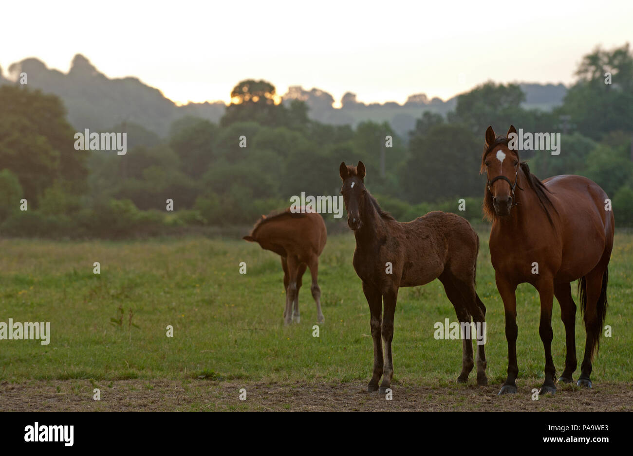 Cheval - Trotteur français - Horse Stock Photo