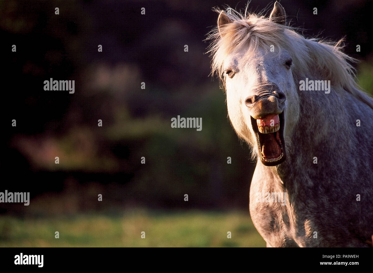 Horse laughing (Equus caballus) Cheval rieur Stock Photo