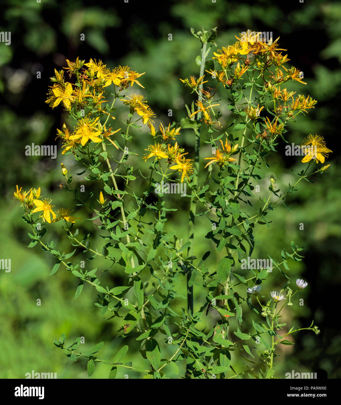 Flowering bush of common Saint John's Wort (Hypericum perforatum) Stock Photo