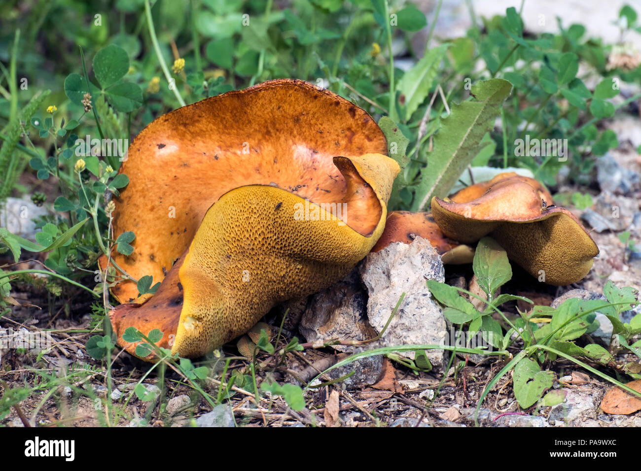 Granulated Bolete mushroom (Suillus granulatus) Stock Photo