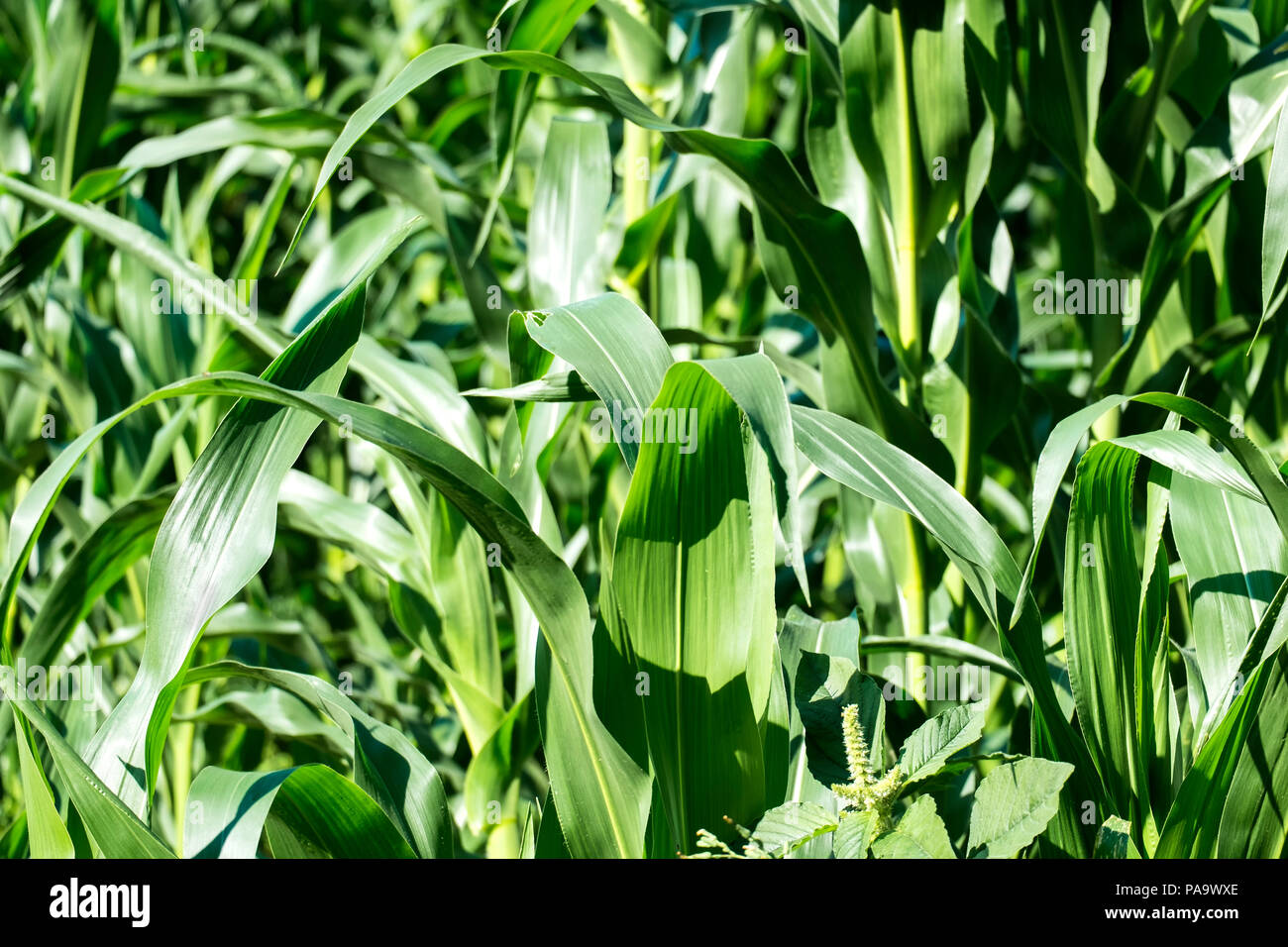 Young shoots green corn hi-res stock photography and images - Alamy