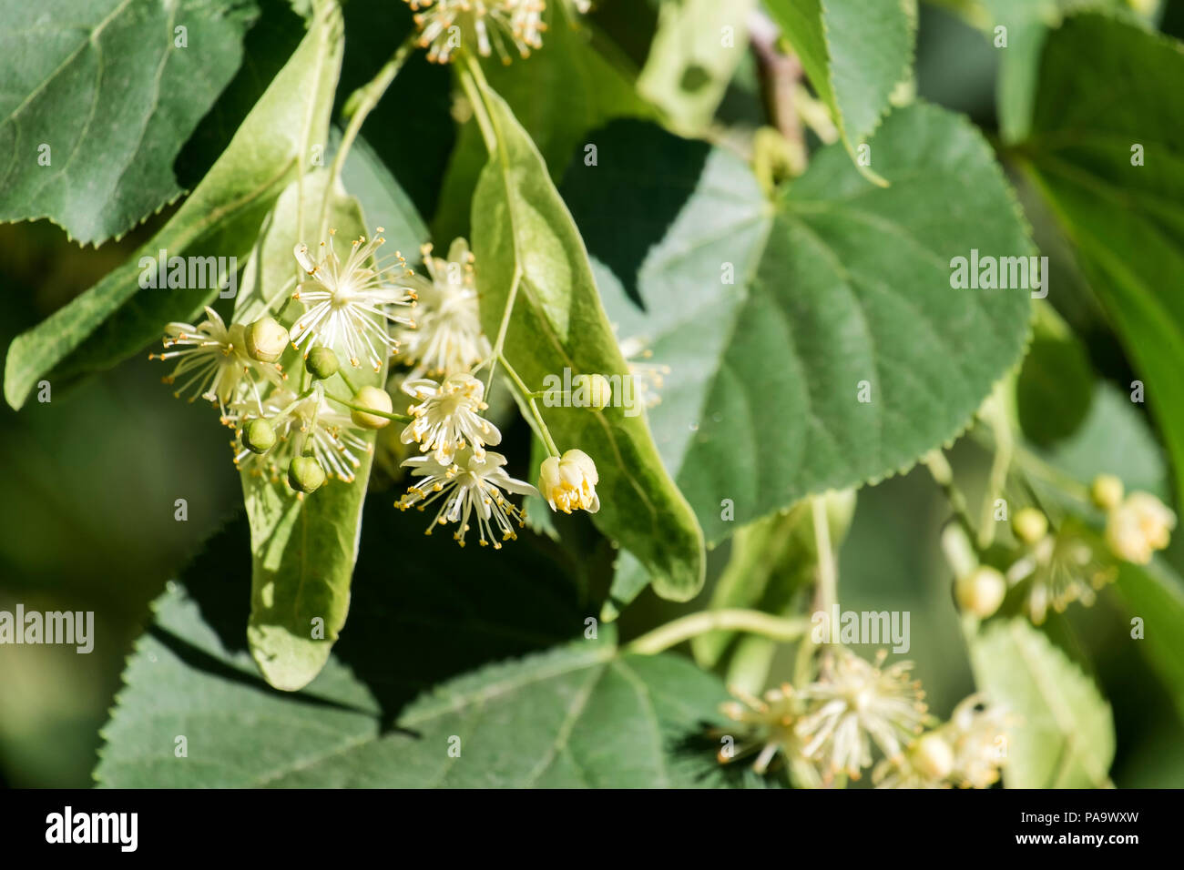 Linden blossom. Flowers and leaves of linden (Tília) Stock Photo