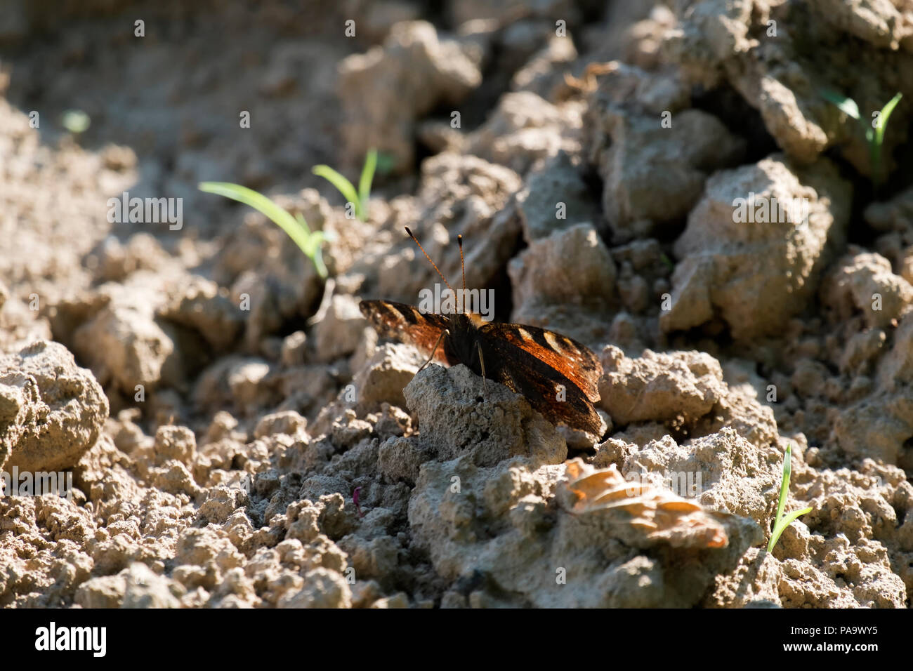 Peacock butterfly sits on the ground (Aglais io) Stock Photo