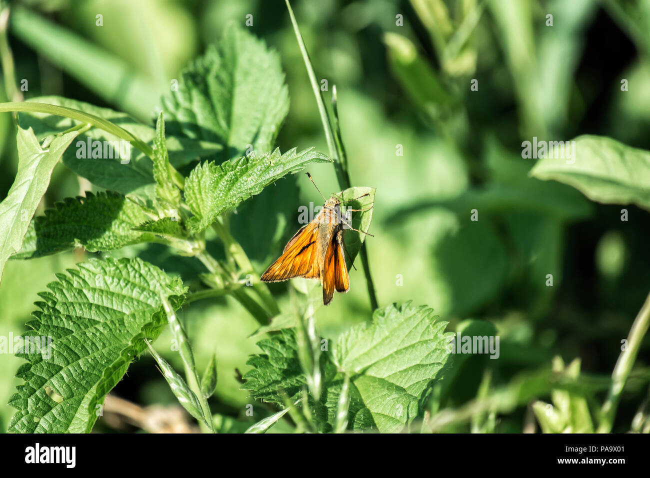 Small skipper sits on a green leaf. Butterfly of the Hesperiidae family (Thymelicus sylvestris) Stock Photo