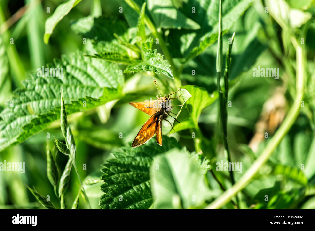 Small skipper sits on a green leaf. Butterfly of the Hesperiidae family (Thymelicus sylvestris) Stock Photo