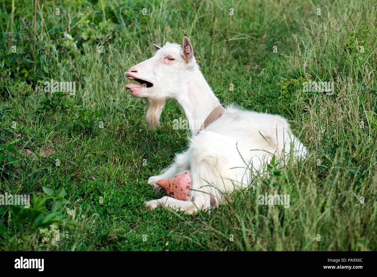 White domestic goat bleating in indignation (Capra aegagrus hircus) Stock Photo