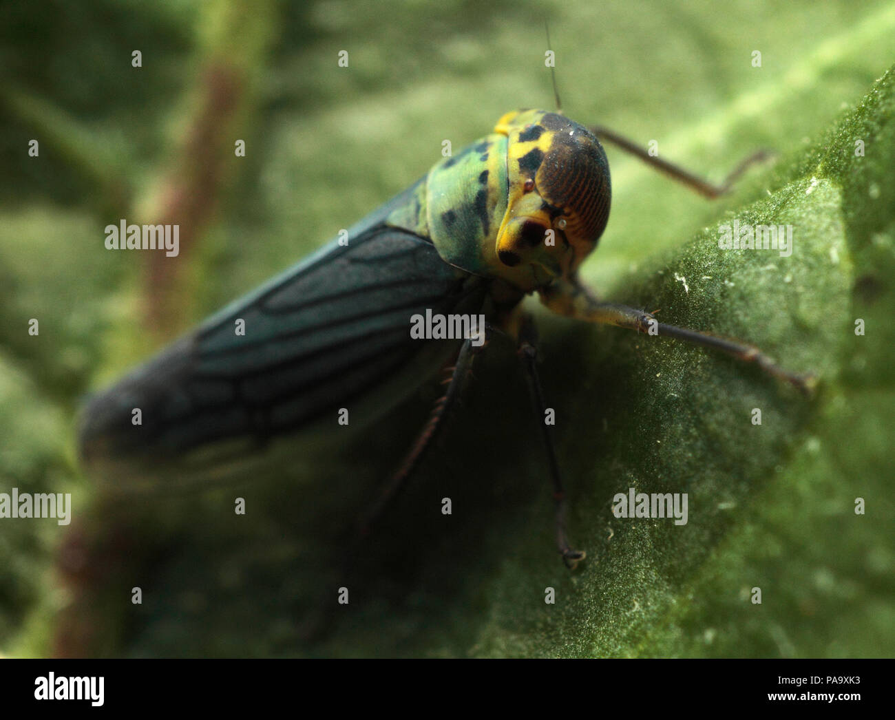 Green leaf hopper hires stock photography and images Alamy