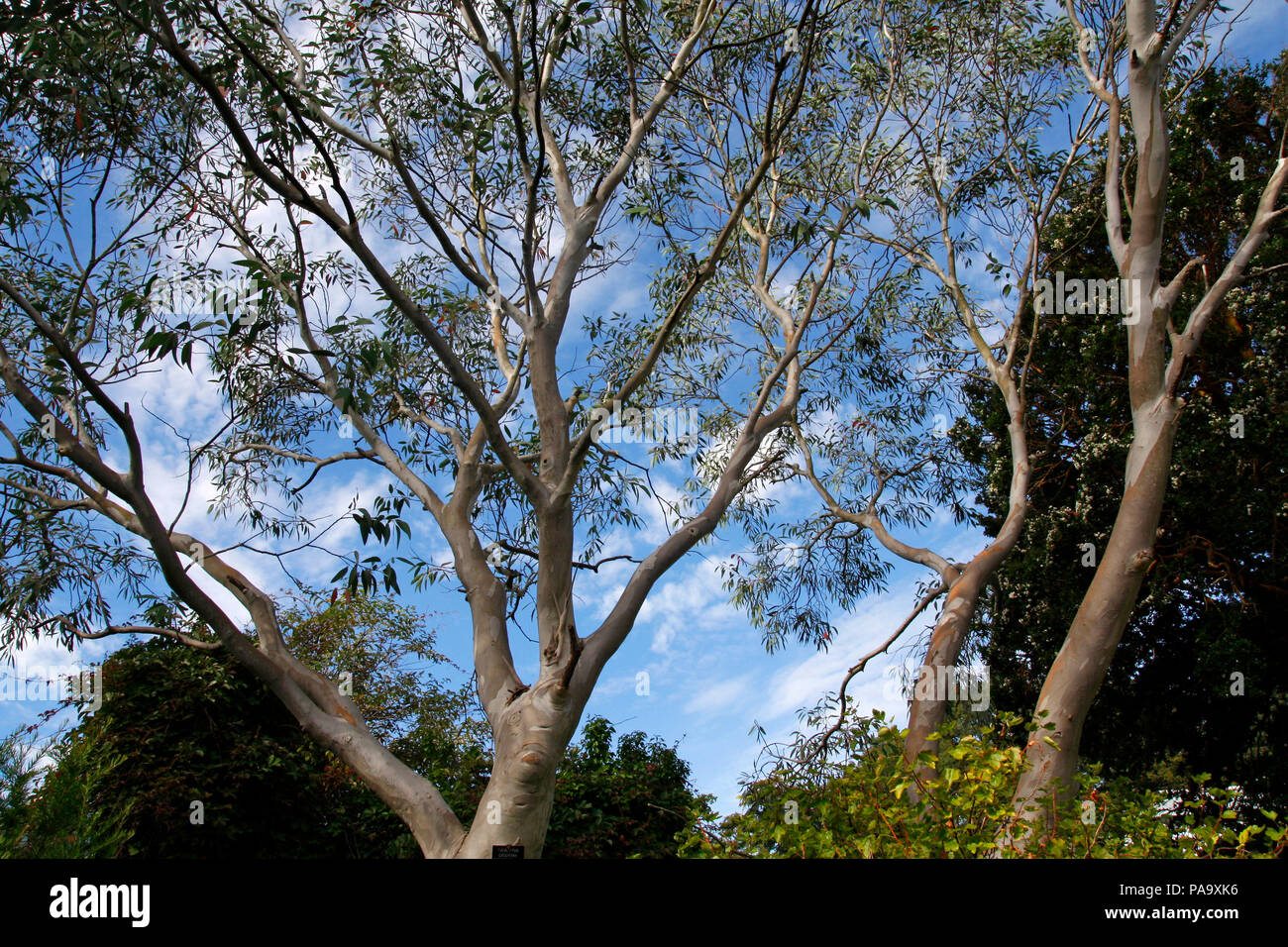 Tasmanian Eucalyptus trees against a blue sky with clouds Stock Photo