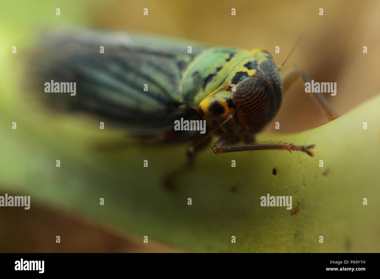 Green Leafhopper Stock Photo Alamy
