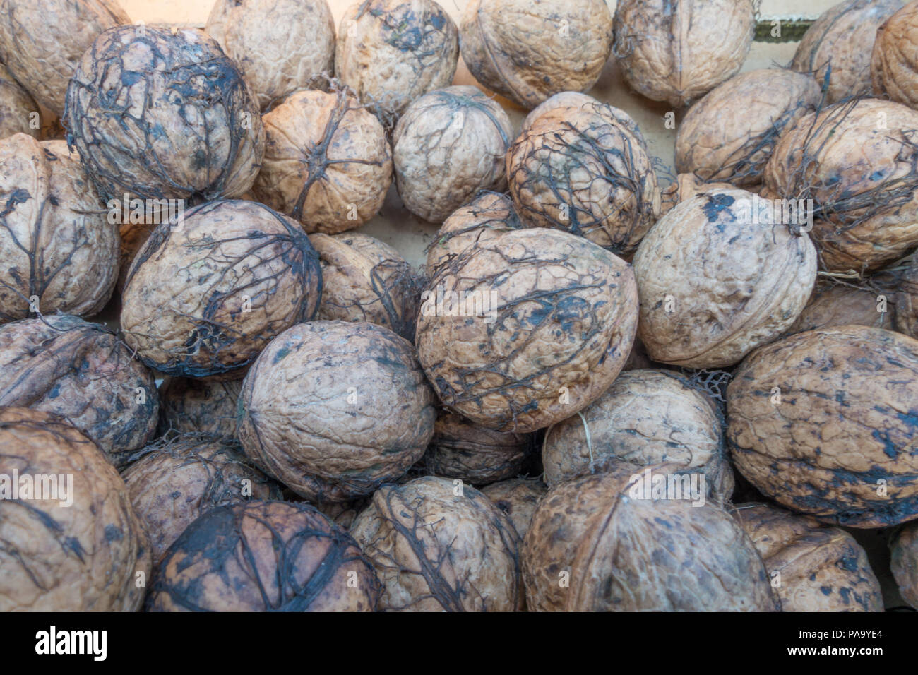 Pile of fresh walnuts drying Stock Photo Alamy