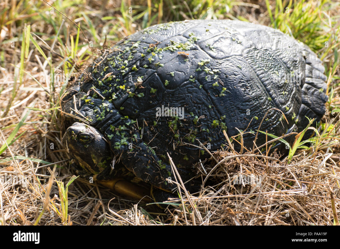 Turtle photographed in Angera, Italy. Una tartaruga fotografata all'oasi naturale Buschera, Angera (VA), Lombardia, Italia. Stock Photo