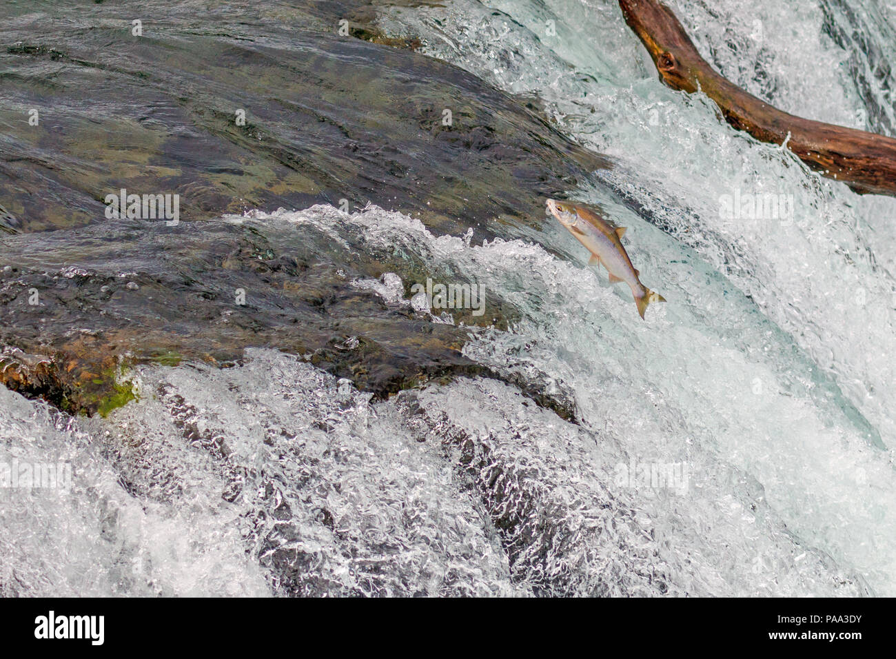 Single Salmon Jumping Over  the Brooks Falls at Katmai National Park, Alaska Stock Photo