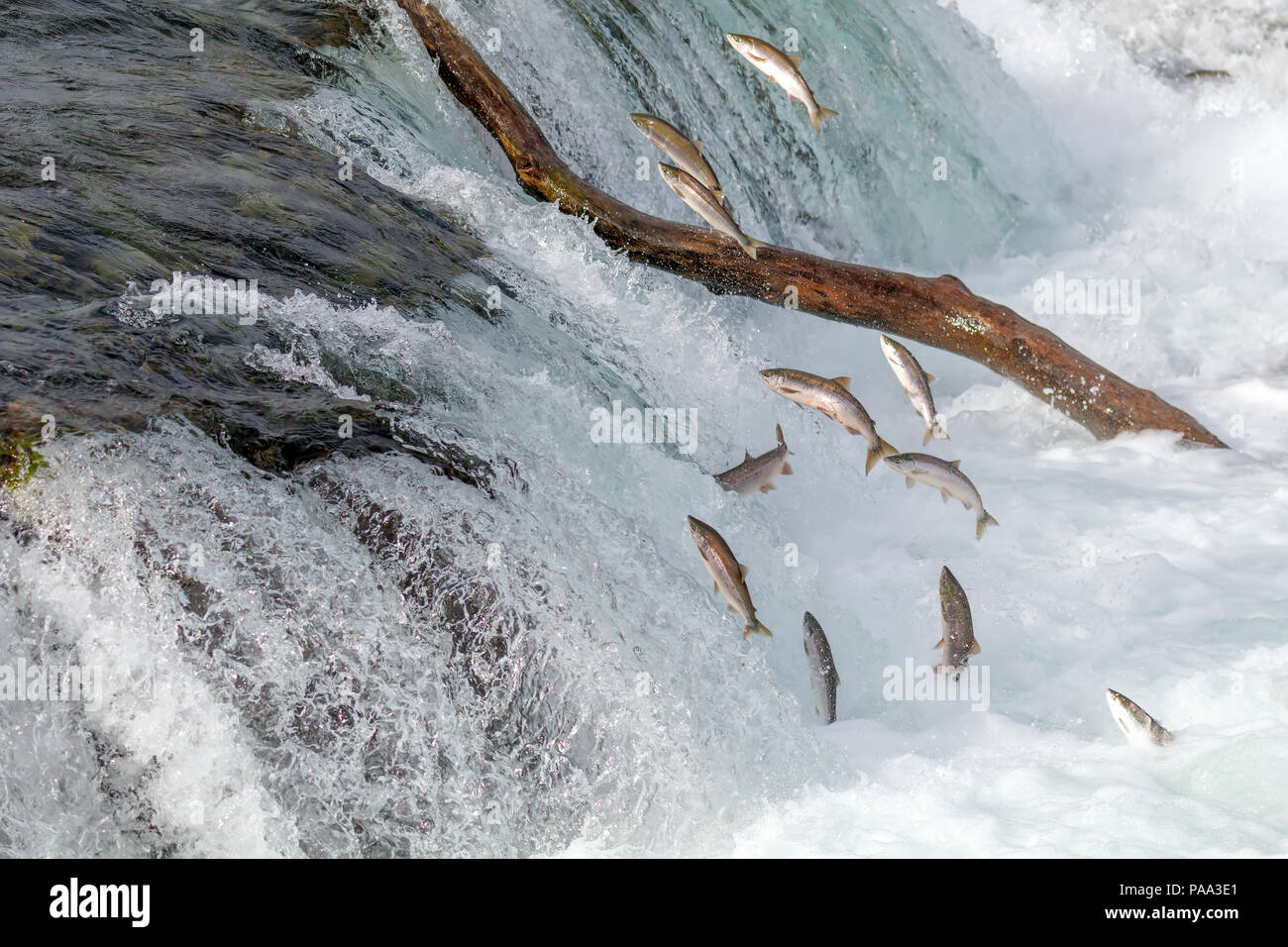 Salmon Jumping Over the Brooks Falls at Katmai National Park, Alaska