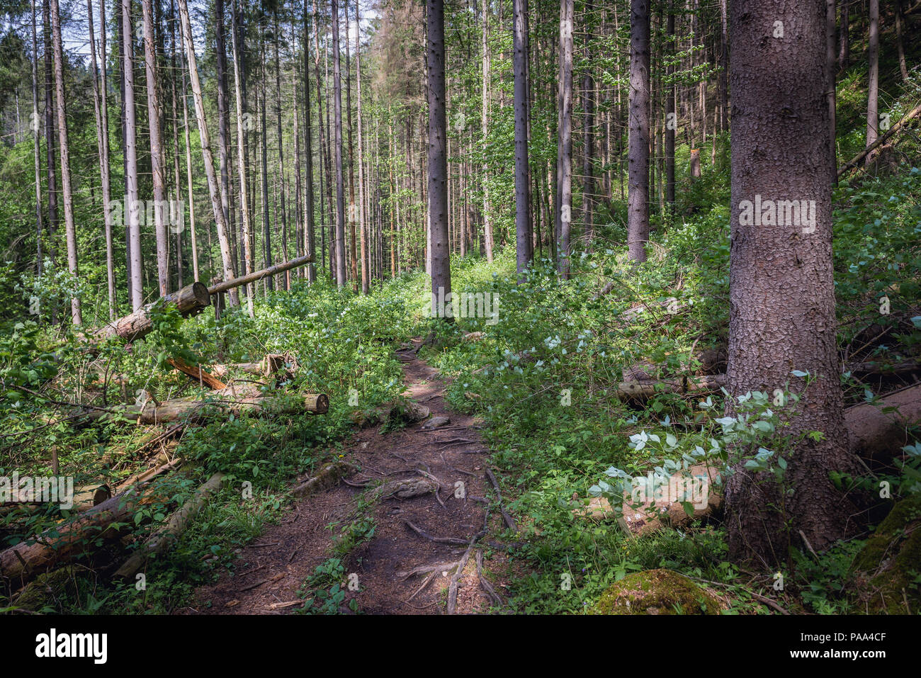 Path to Tomasovsky Vyhlad viewing point on the left side of the Hornad River valley in Slovak Paradise National Park, Slovakia Stock Photo