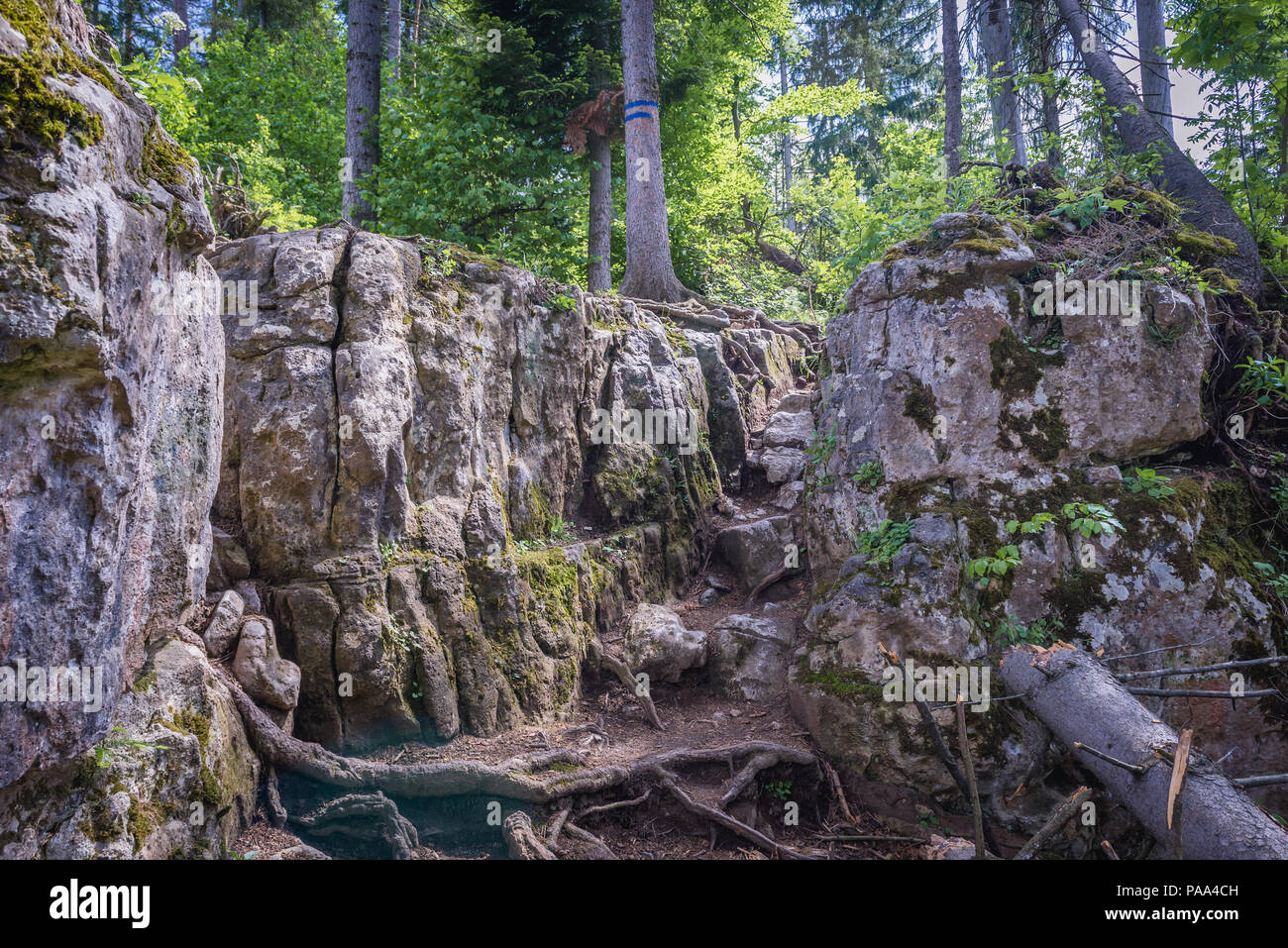 Rocks on the path near Tomasovsky Vyhlad viewing point on the left side of the Hornad River valley in Slovak Paradise National Park, Slovakia Stock Photo
