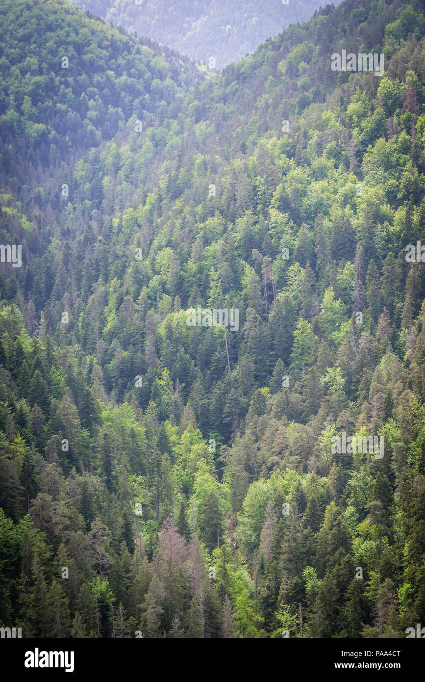 Forest seen from Tomasovsky Vyhlad viewing point on the left side of the Hornad River valley in Slovak Paradise National Park, Slovakia Stock Photo