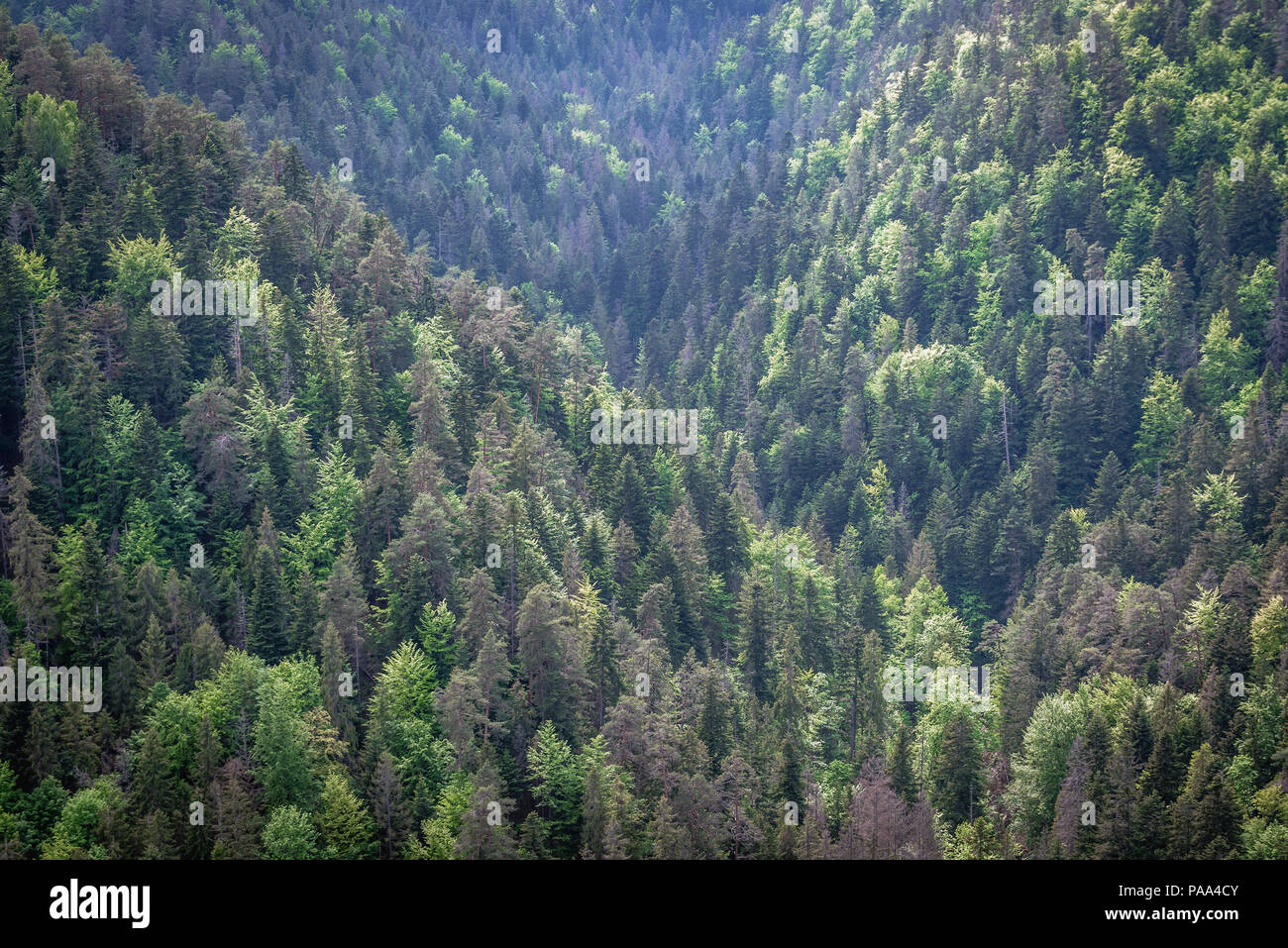 Forest seen from Tomasovsky Vyhlad viewing point on the left side of the Hornad River valley in Slovak Paradise National Park, Slovakia Stock Photo