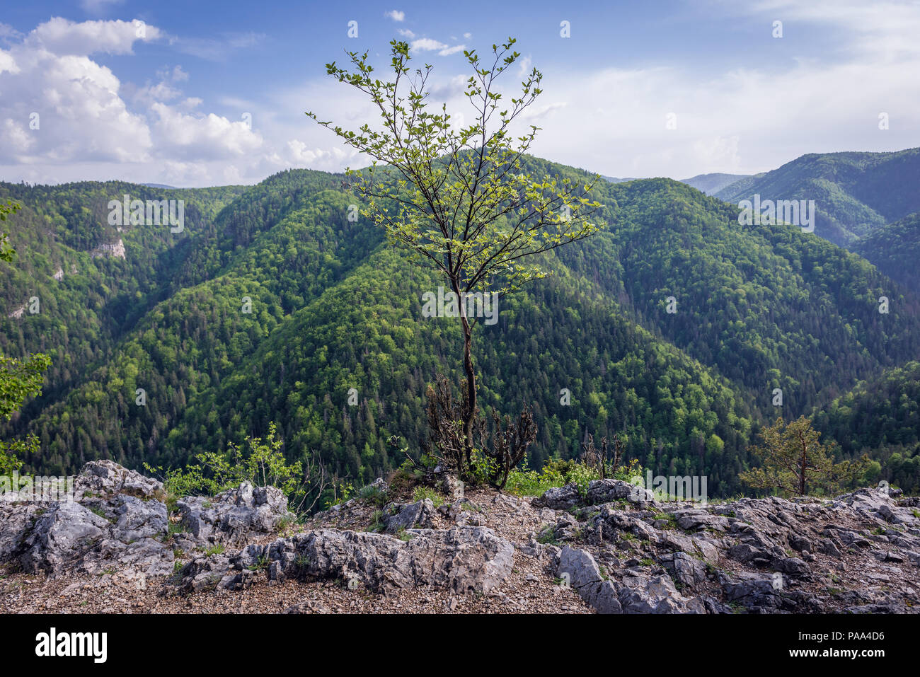 Aerial view from viewing point near Klastorisko area in Slovak Paradise, north part of Slovak Ore Mountains in Slovakia Stock Photo