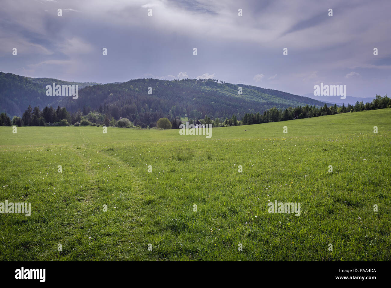 Meadow in Klastorisko area in Slovak Paradise, north part of Slovak Ore Mountains in Slovakia Stock Photo