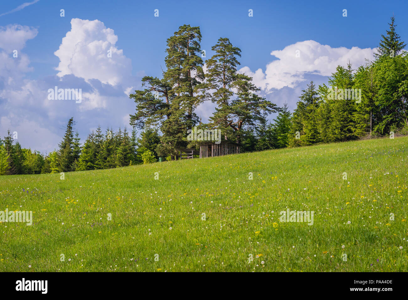Green meadow in Klastorisko area in Slovak Paradise, north part of Slovak Ore Mountains in Slovakia Stock Photo