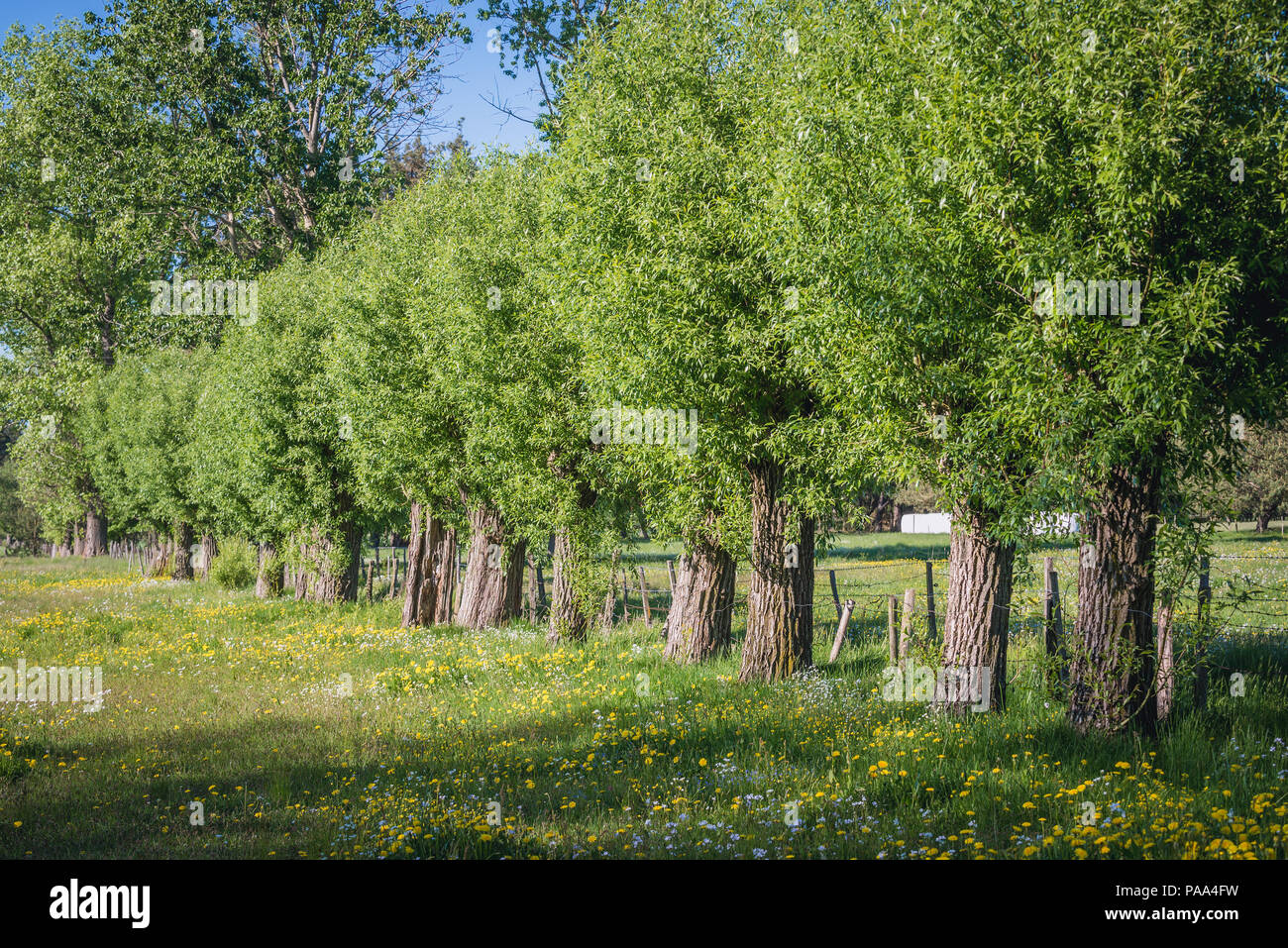 Willow trees in Wegrow County, Masovia region, Poland Stock Photo Alamy