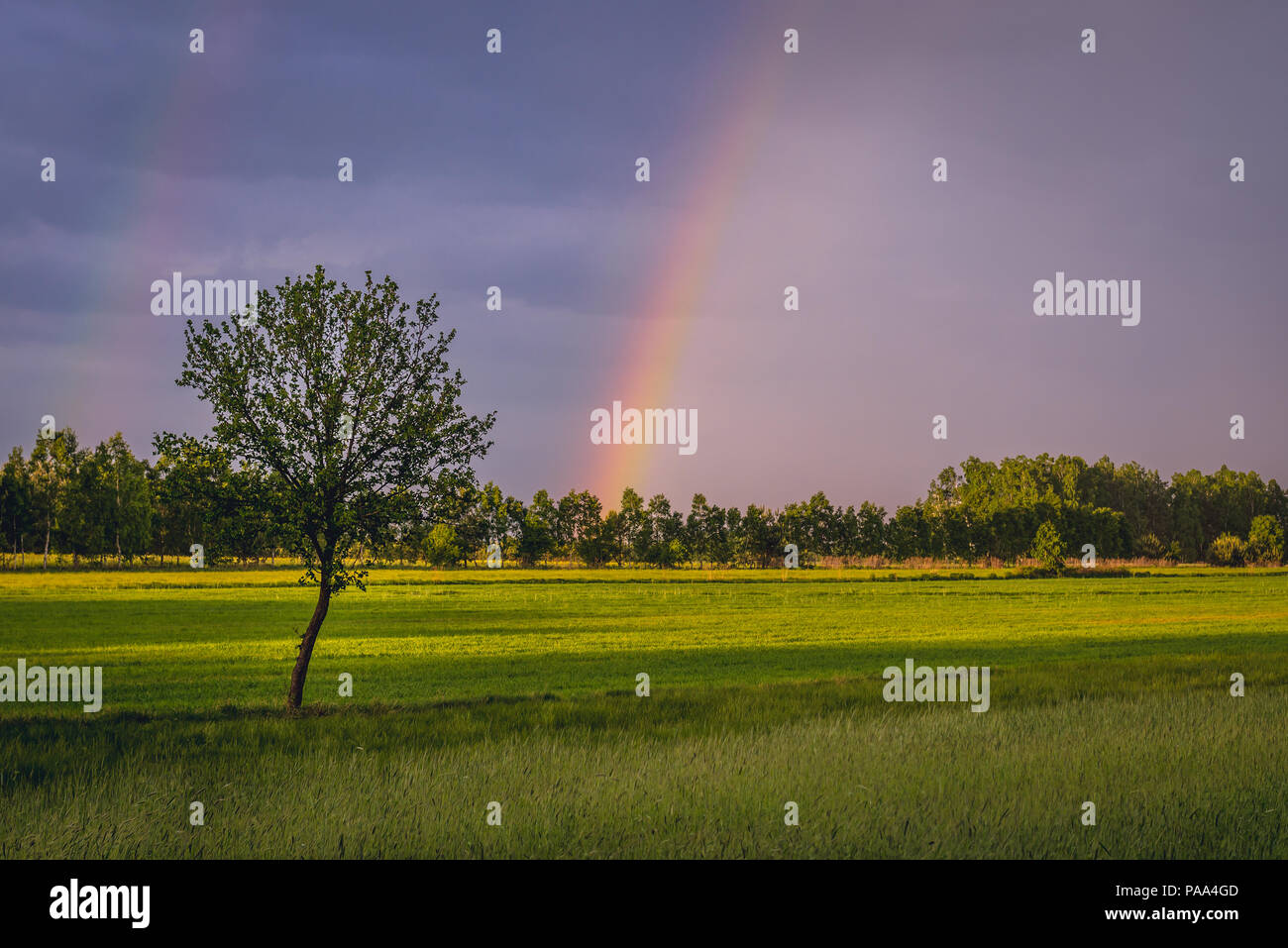 Rainbow over meadow in Poland Stock Photo - Alamy