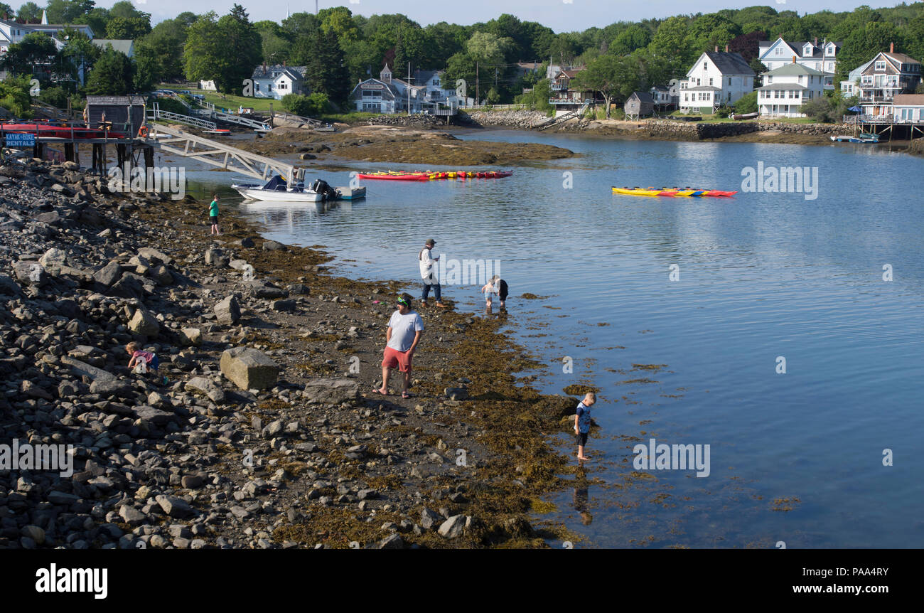 Exploring the shore of the inner harbor at low tide in Boothbay Harbor, Maine, USA Stock Photo