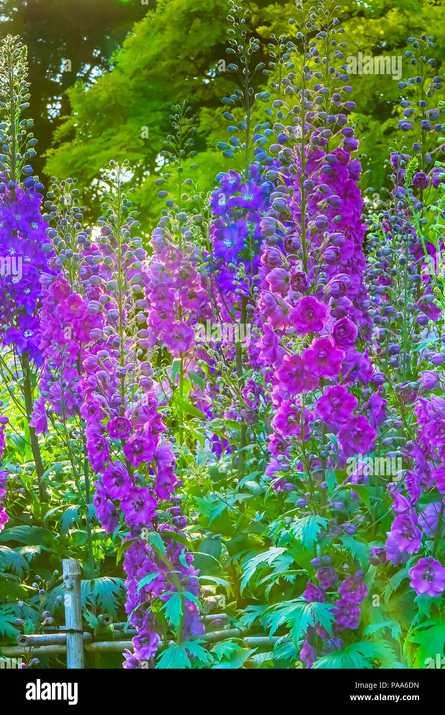 Pink Blue White Delphinium Larkspur Perennial Van Dusen Garden Vancouver British Columbia Canada