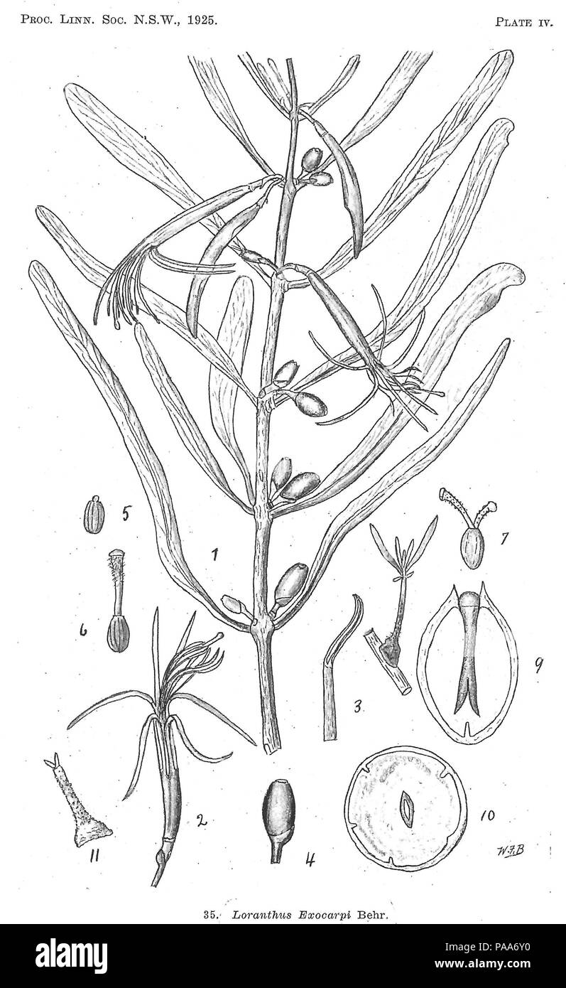 160 Loranthus exocarpi Behr Stock Photo