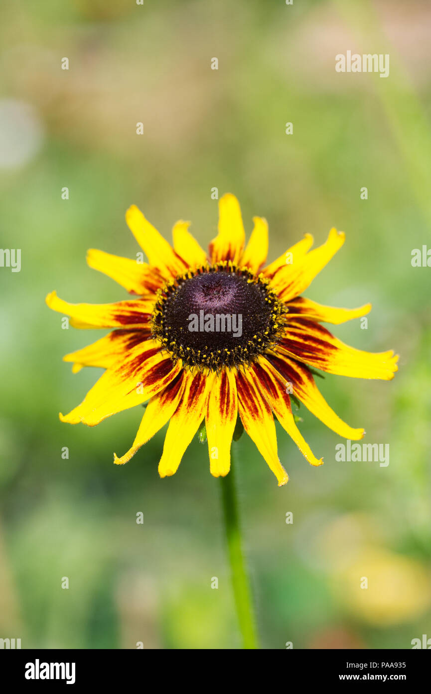 Rudbeckia flower. Stock Photo