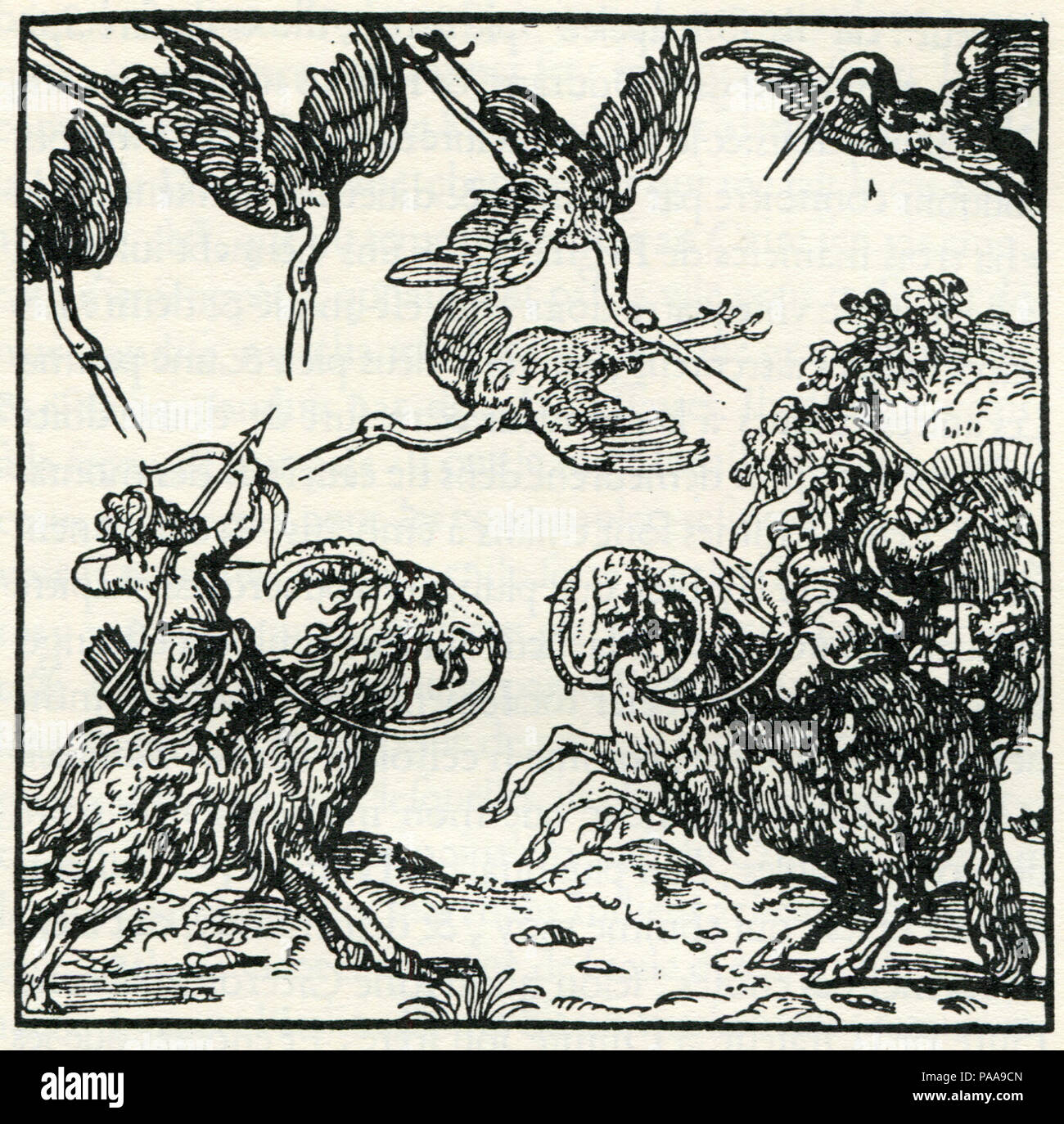 171 Members of the mythicla tribe of the Pyglimes kill cranes with arrows, mounted on rams, in accordance with Pliny's descr - Thevet André - 1556 Stock Photo