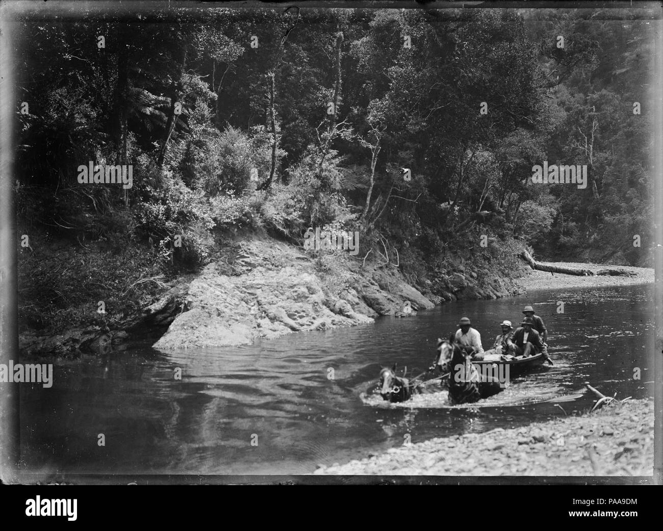 171 Men in a scow being towed by two horses, on the Waipapa River, near Rangiahua, 1918 ATLIB 301361 Stock Photo