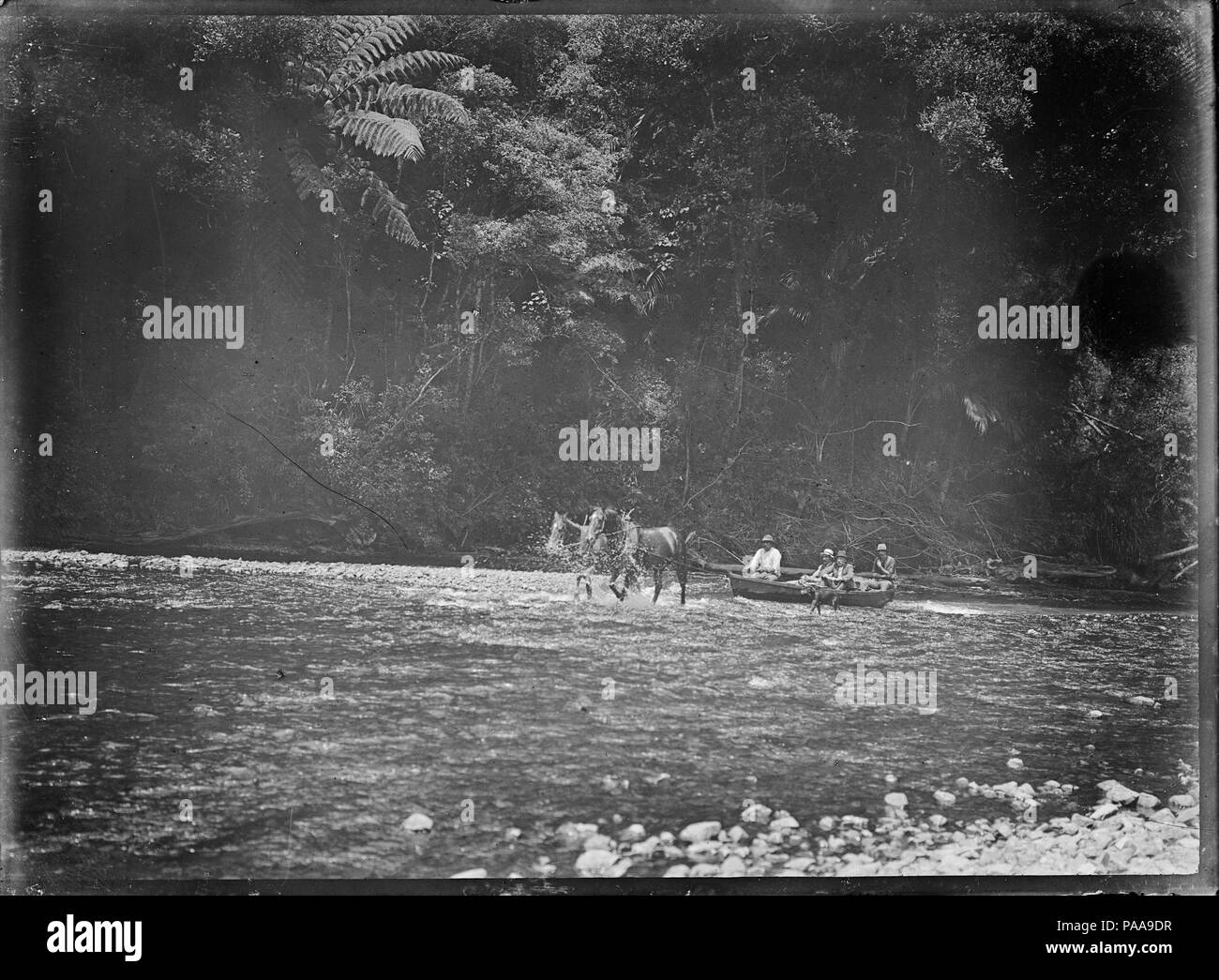 171 Men in a scow being towed by two horses, on the Waipapa River, near Rangiahua, 1918 ATLIB 301505 Stock Photo