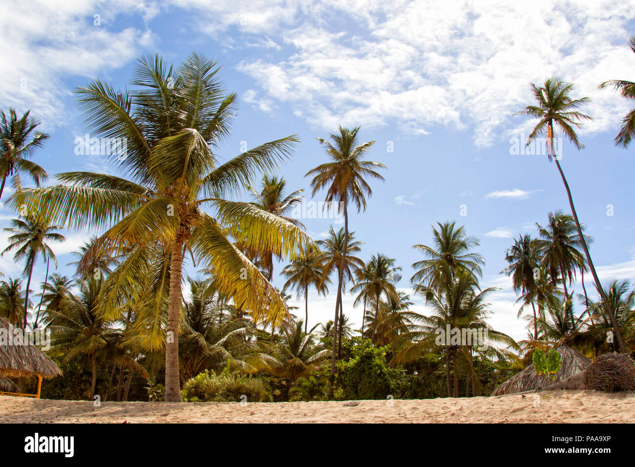 Palm trees on a beach, Tobago, W.I. Coconut trees framing tropical ...