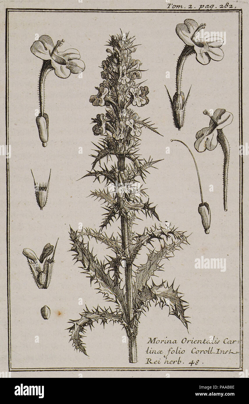 177 Morina Orientalis Cartinae folio Coroll Inst Rei herb 48 - Tournefort Joseph Pitton De - 1717 Stock Photo