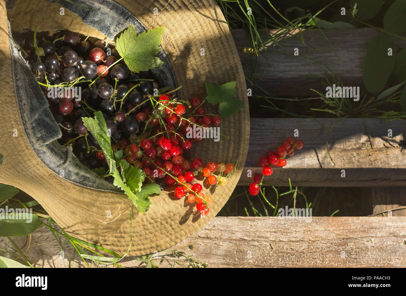 Ripe juicy currant berries lie in a man's hat on old boards Stock Photo