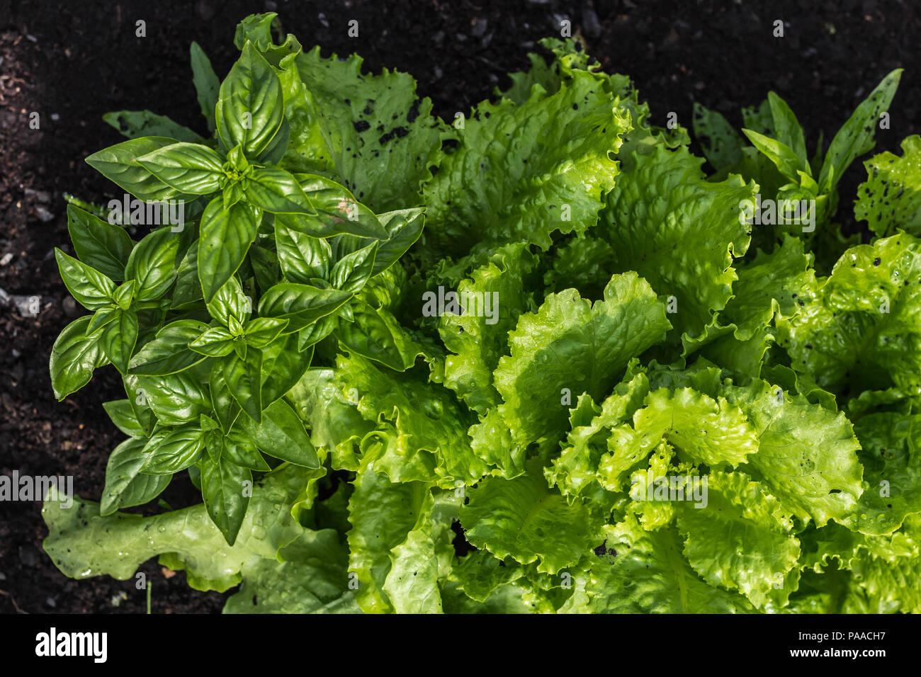 Salad and basil are grown in the garden. Fresh greens after rain. Luxury greenery Stock Photo