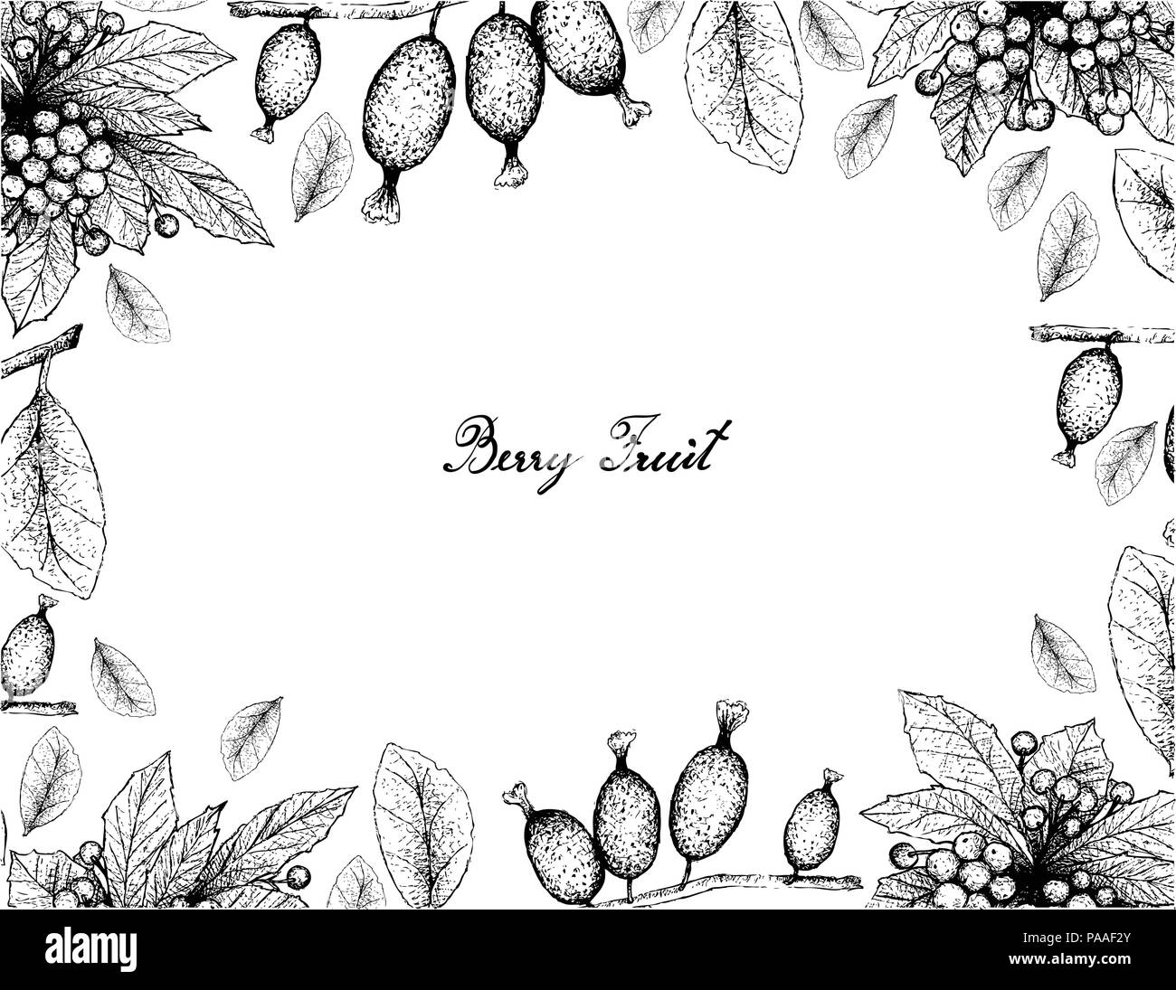 Berry Fruit, Illustration Frame of Hand Drawn Sketch of Christmas Berries or Ardisia Crenata and Elaeagnus Latifolia Fruits Isolated on White Backgrou Stock Vector