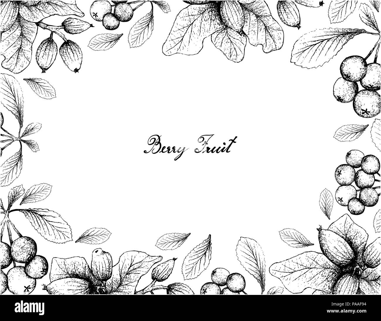 Berry Fruit, Illustration Frame of Hand Drawn Sketch of Firethorn Berries or Pyracantha and Peumo, Chilean Acorn or Cryptocarya Alba Fruits Isolated o Stock Vector