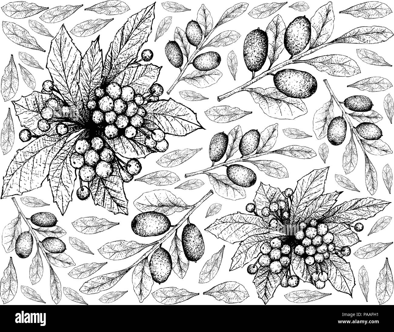 Berry Fruit, Illustration Wallpaper Background of Hand Drawn Sketch of Christmas Berries or Ardisia Crenata and Elaeagnus Ebbingei, Oleaster or Ebbing Stock Vector