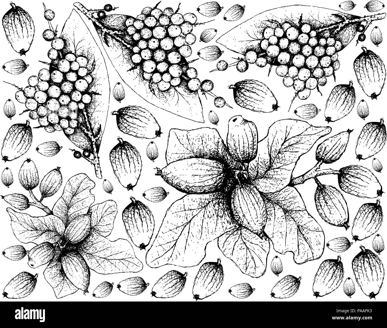 Berry Fruit, Illustration Wallpaper Background of Hand Drawn Sketch of False Black Pepper or Embelia Ribes and Peumo, Chilean Acorn or Cryptocarya Alb Stock Vector